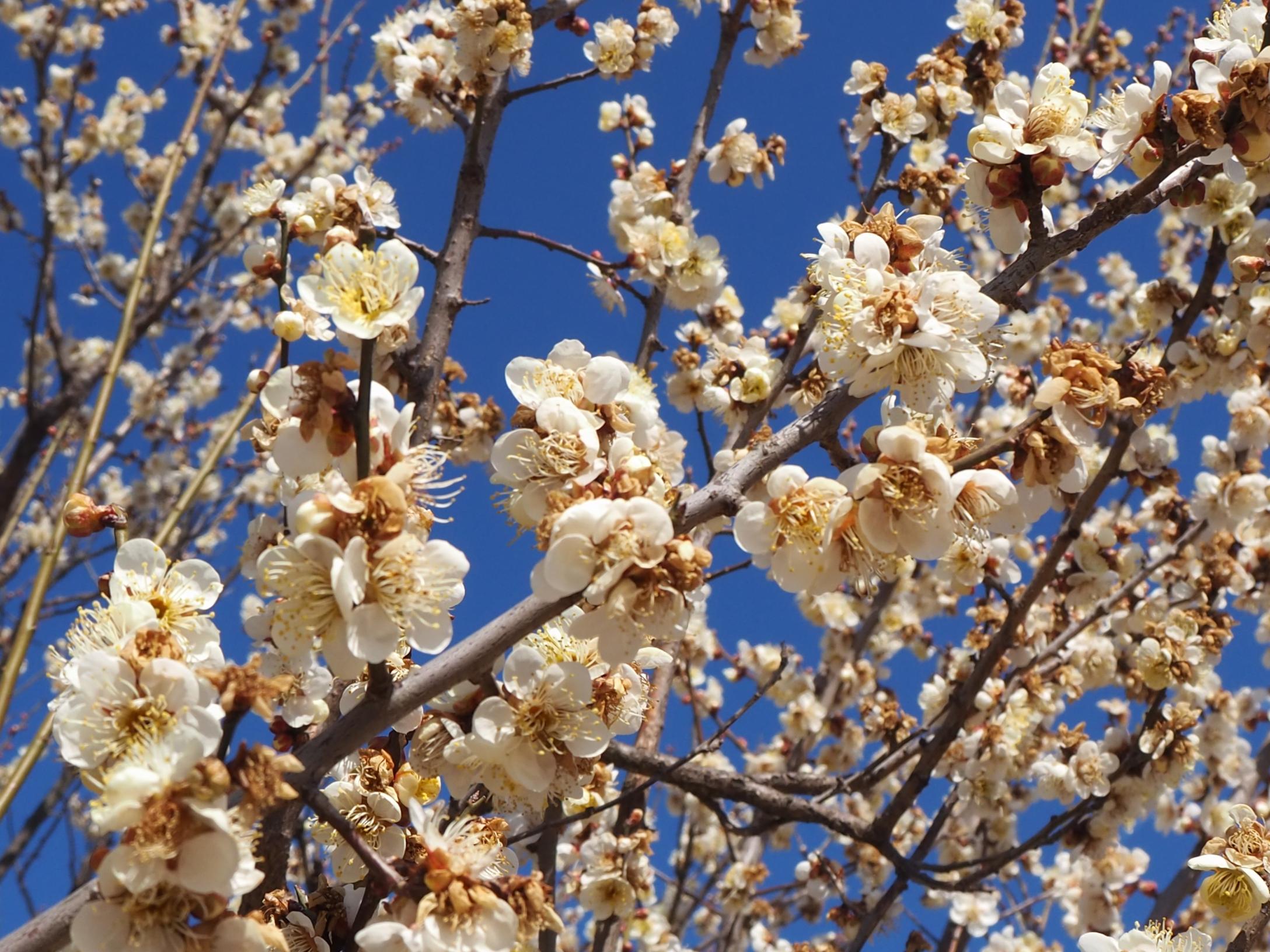 早咲きの白梅 早咲きの白梅