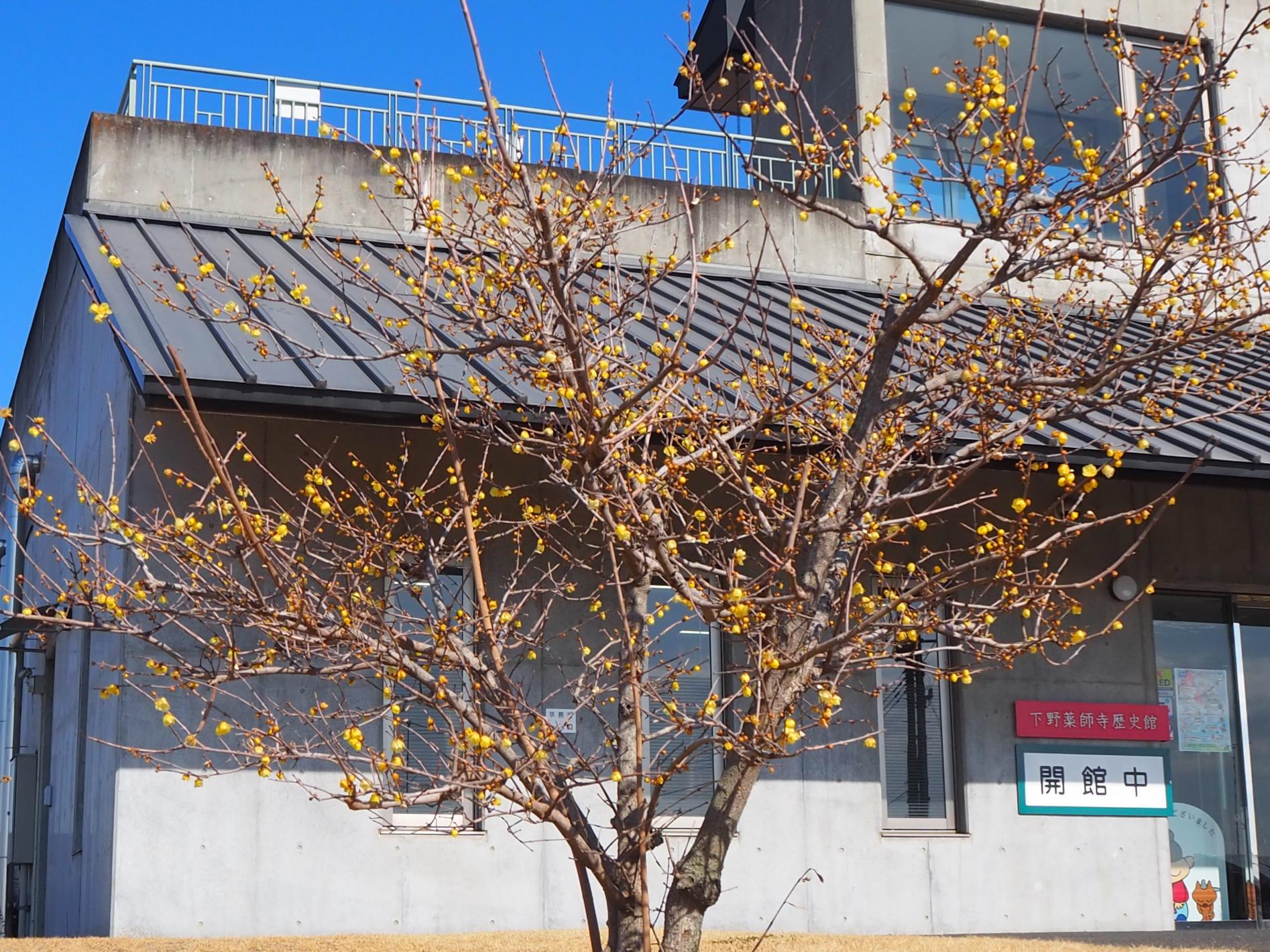 ロウバイ全体 ロウバイ全体