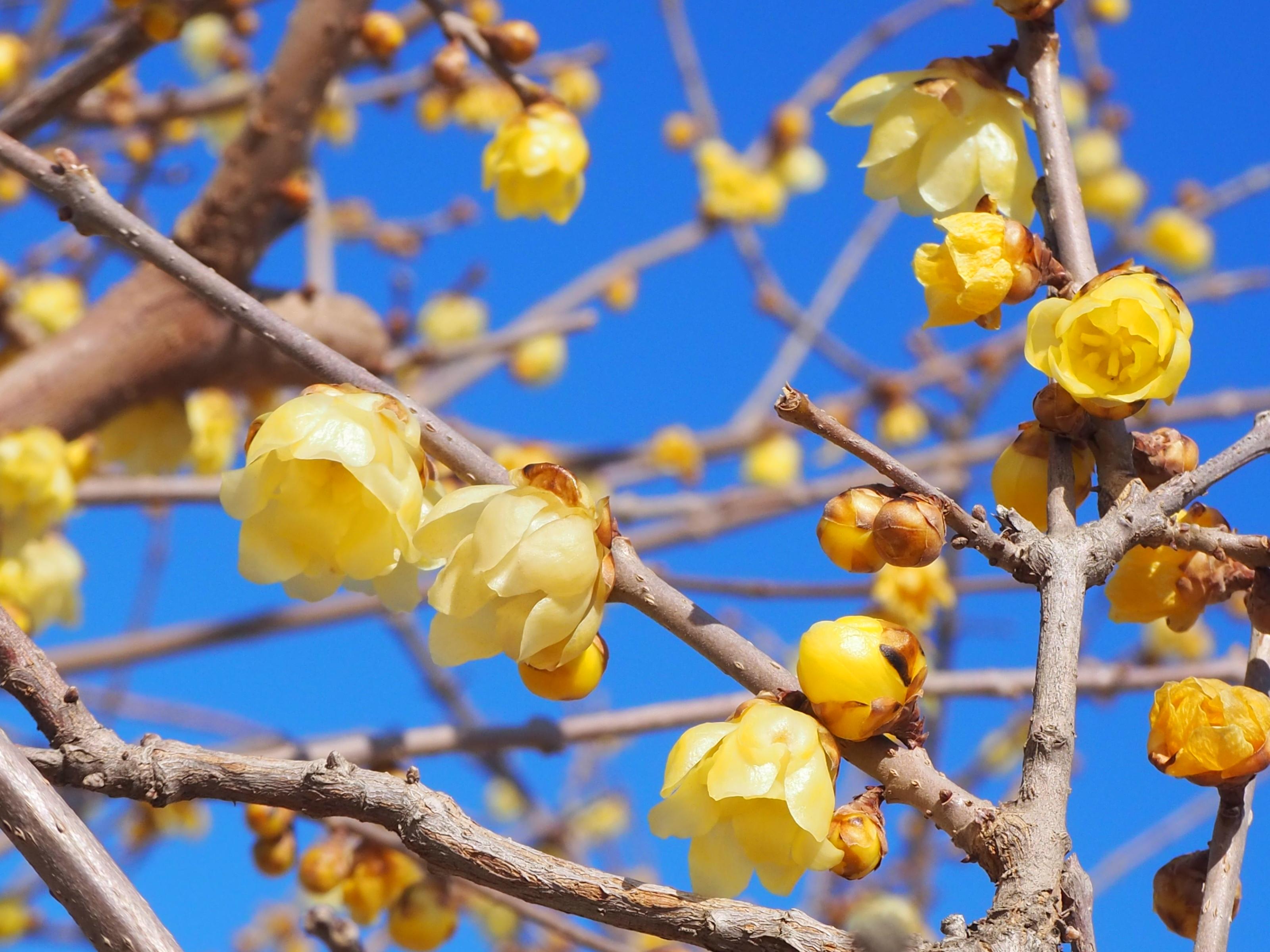 ロウバイ ロウバイ