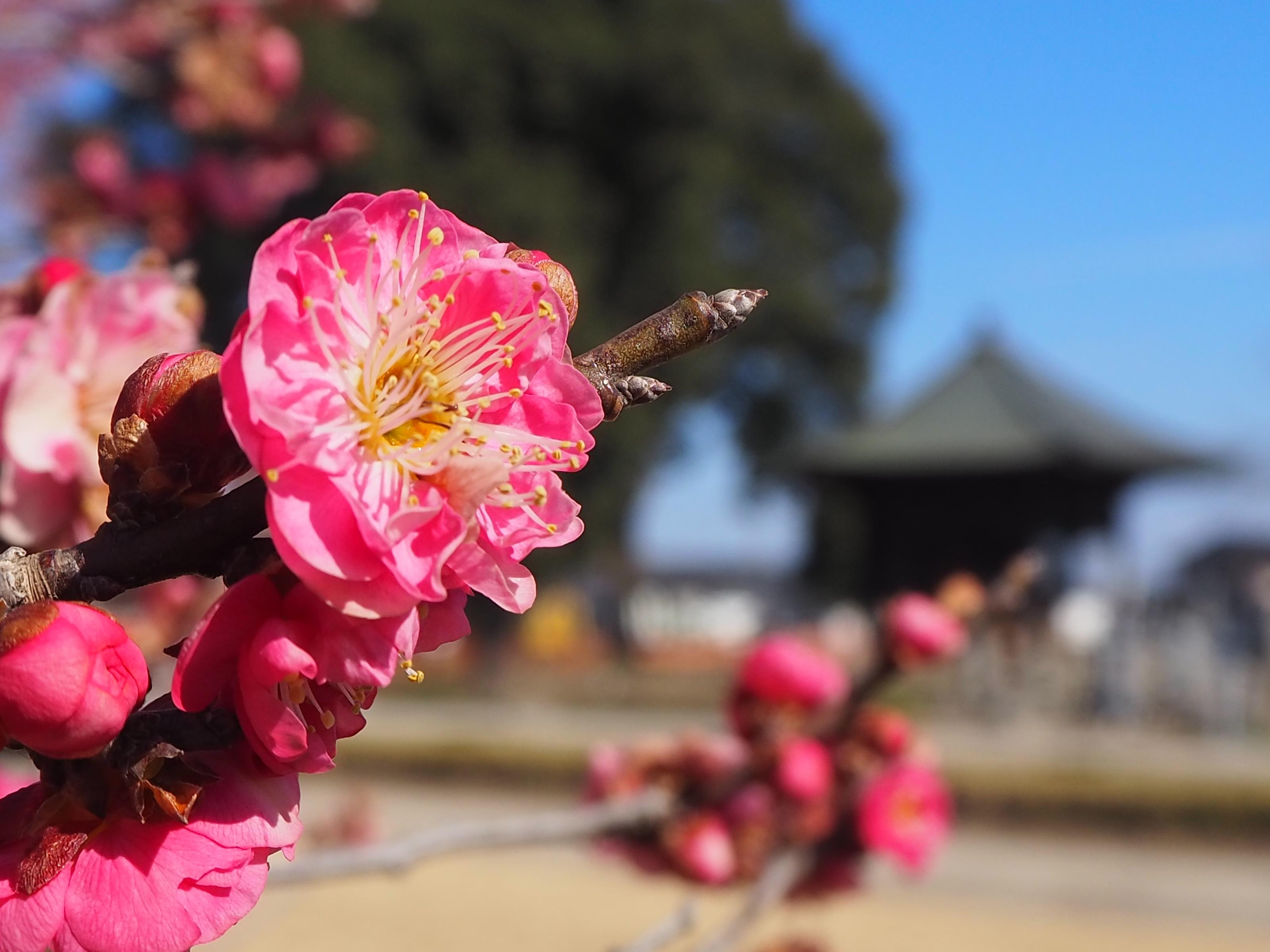 下野薬師寺跡 梅の開花状況