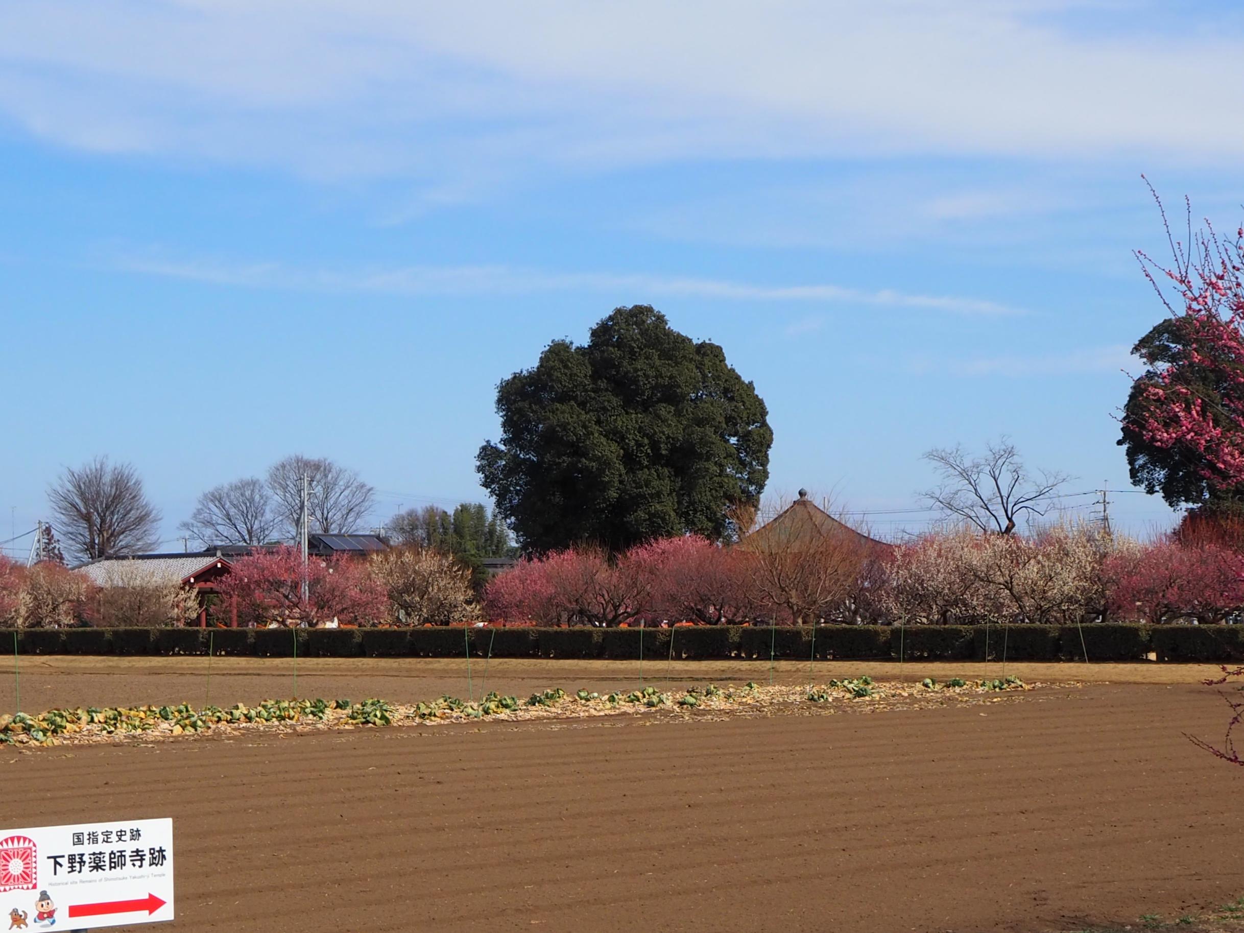 史跡地全体 史跡地全体