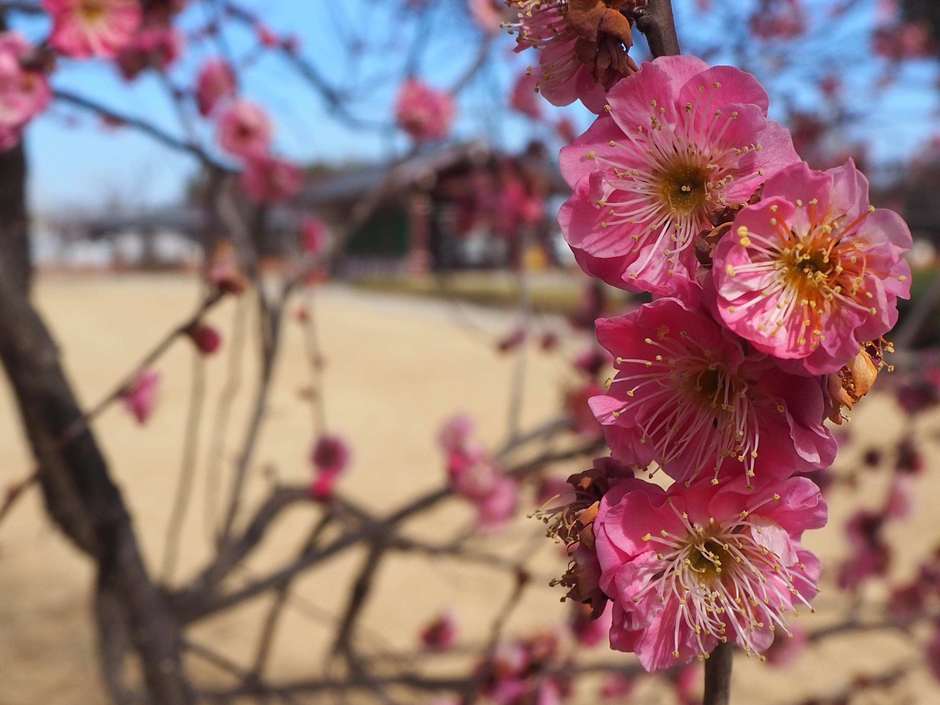 紅梅アップ 紅梅アップ