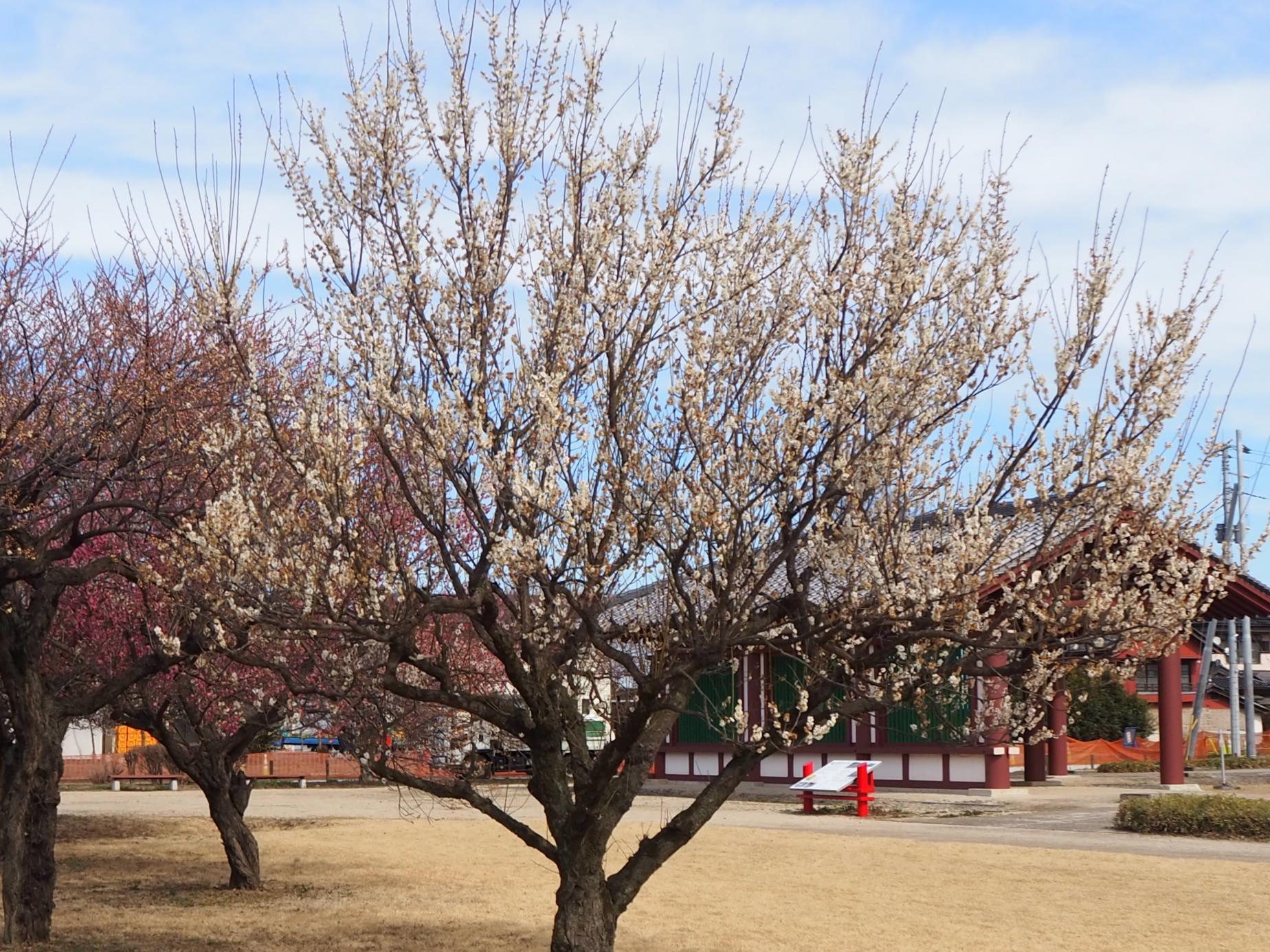 早咲き白梅全体 早咲き白梅全体