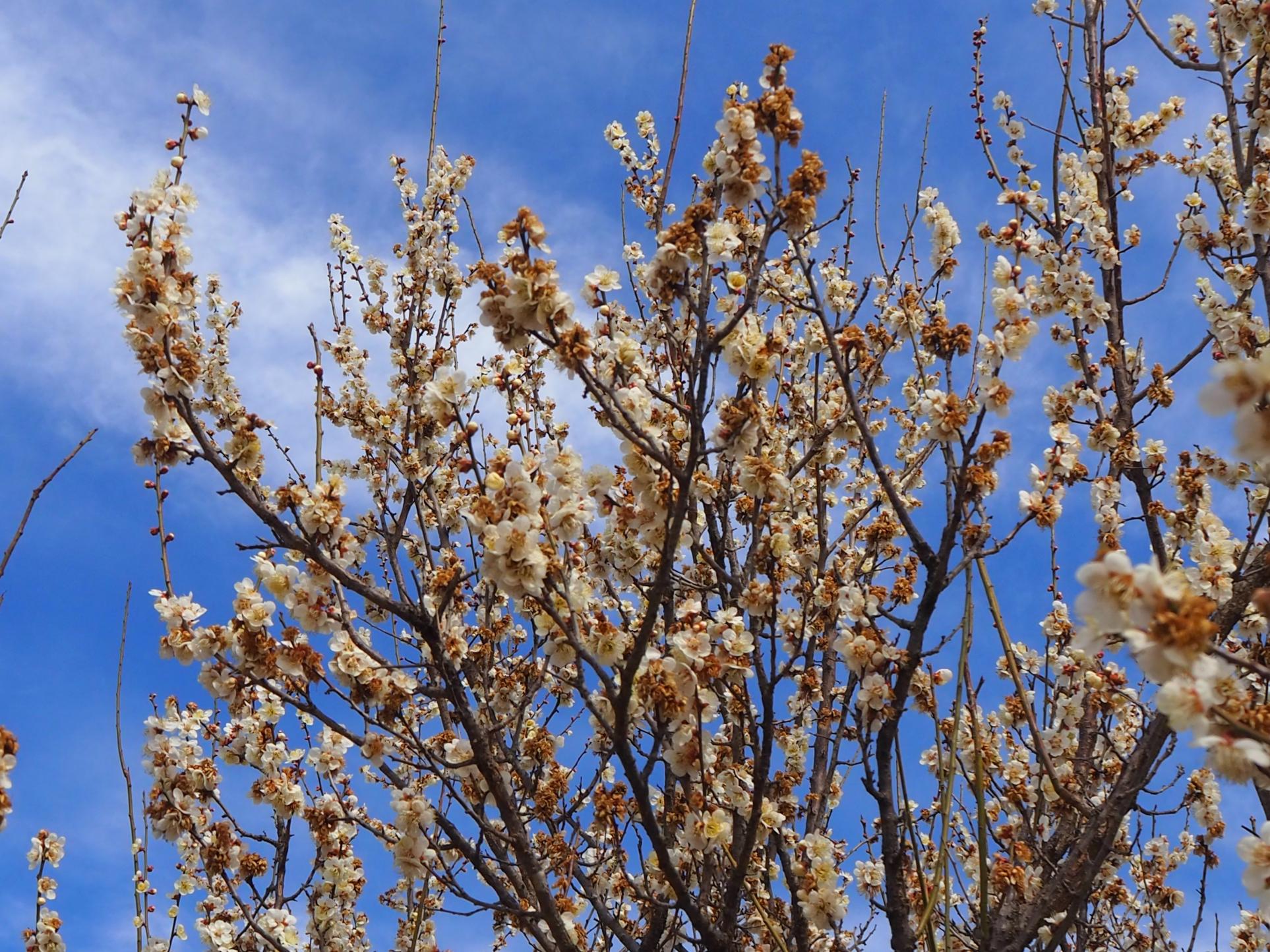 早咲きの白梅 早咲きの白梅