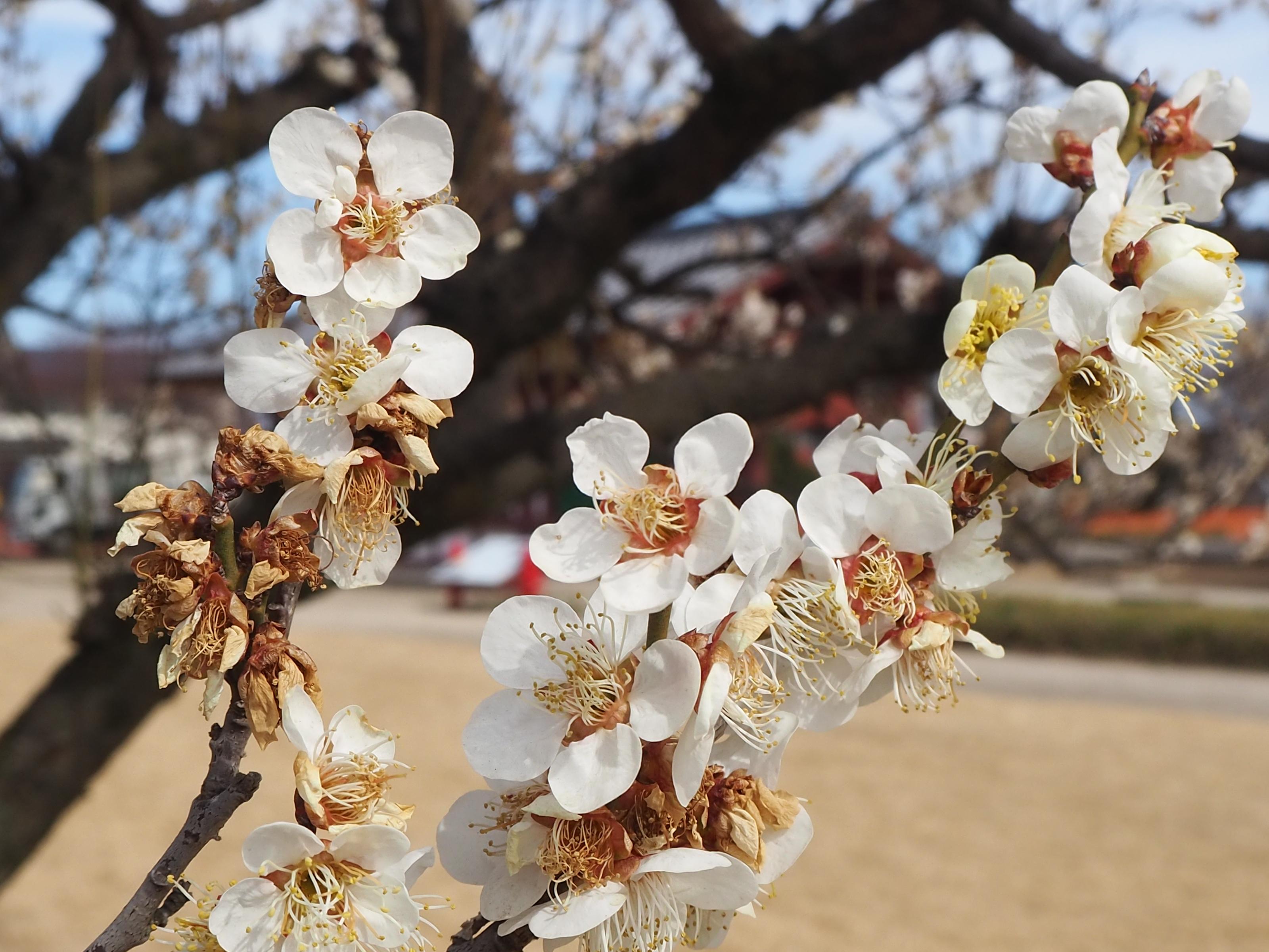 早咲き白梅アップ 早咲き白梅アップ