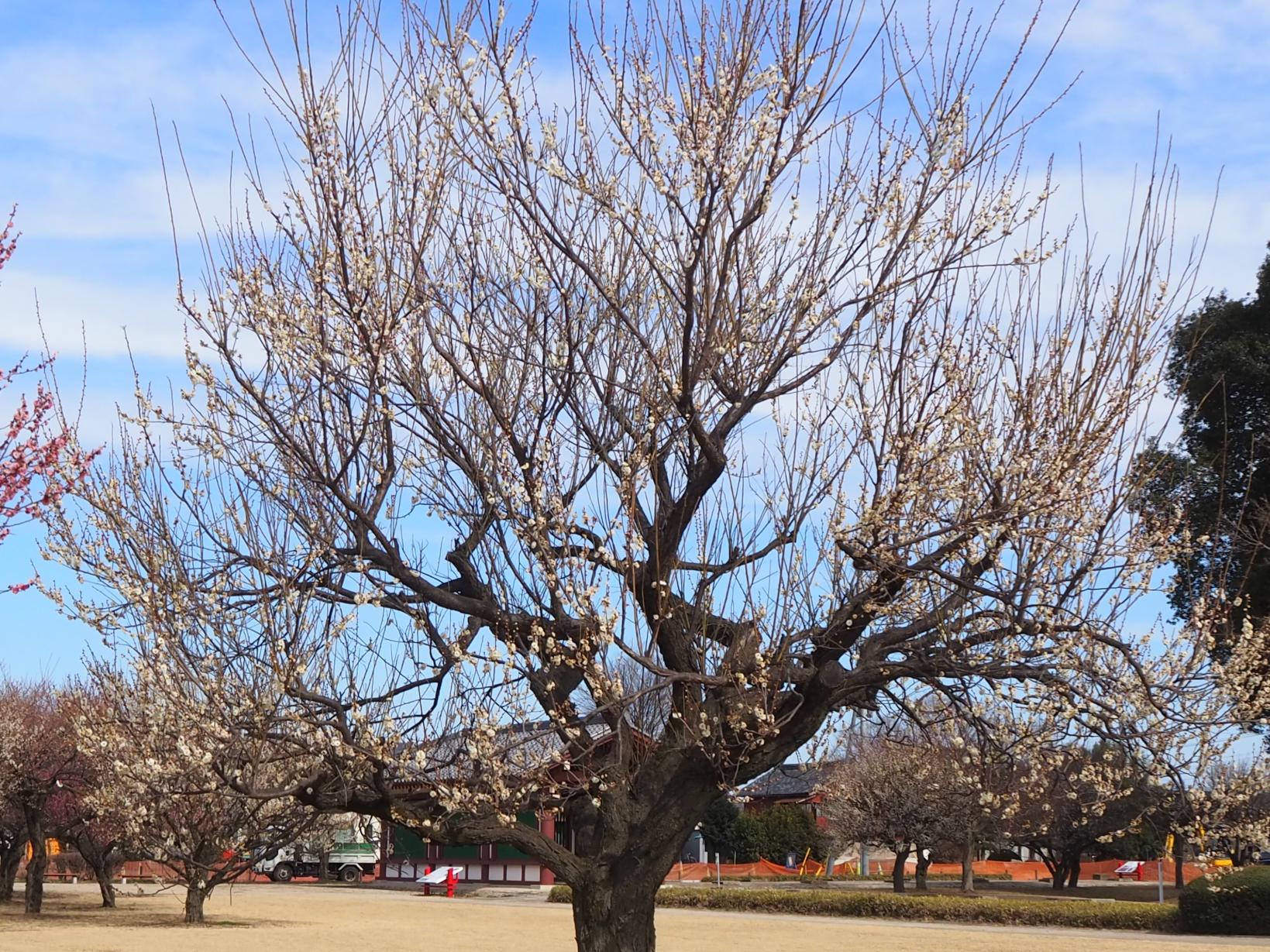 中盤の白梅全体 中盤の白梅全体