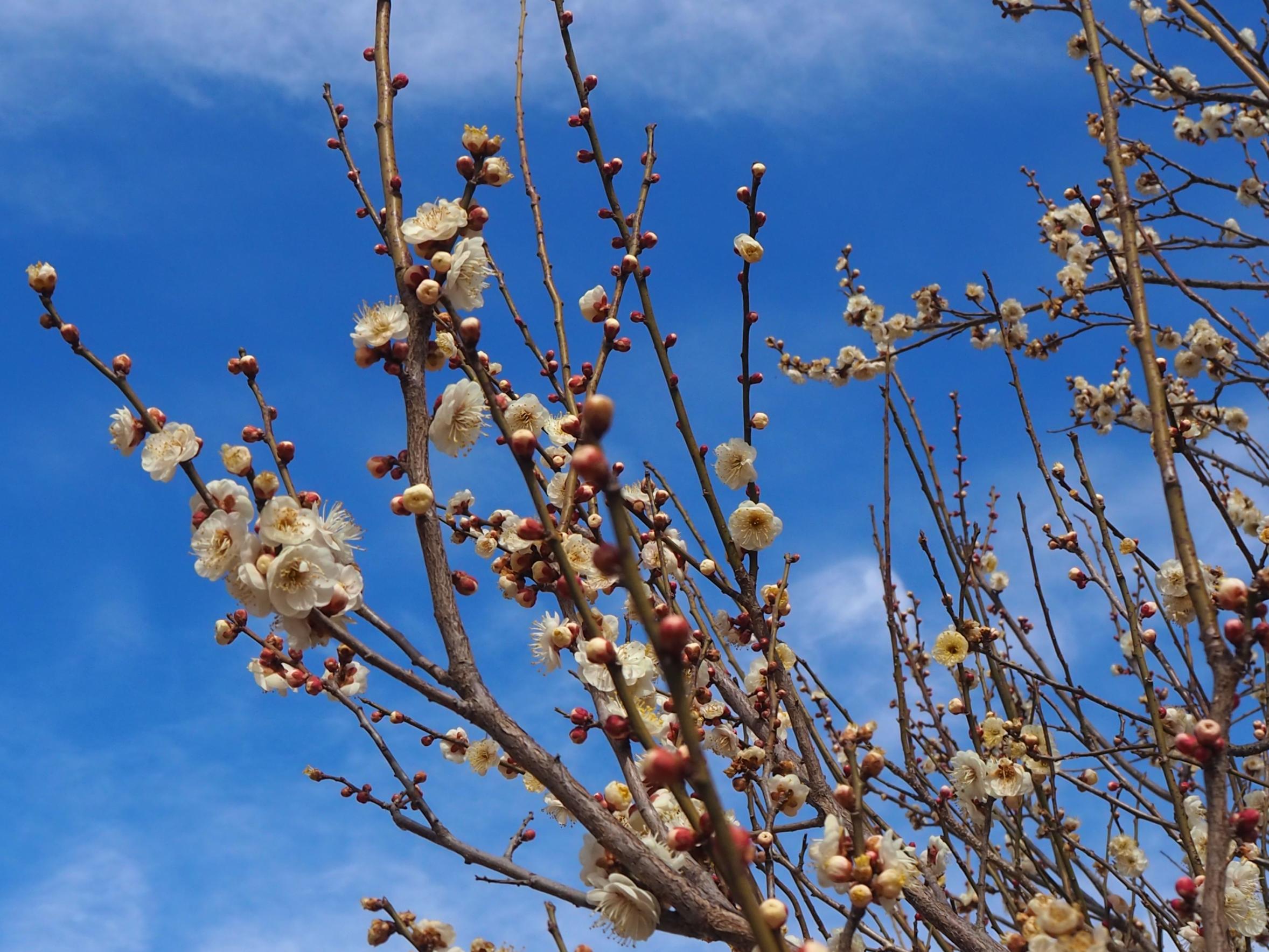 これから開花しそうな白梅 これから開花しそうな白梅