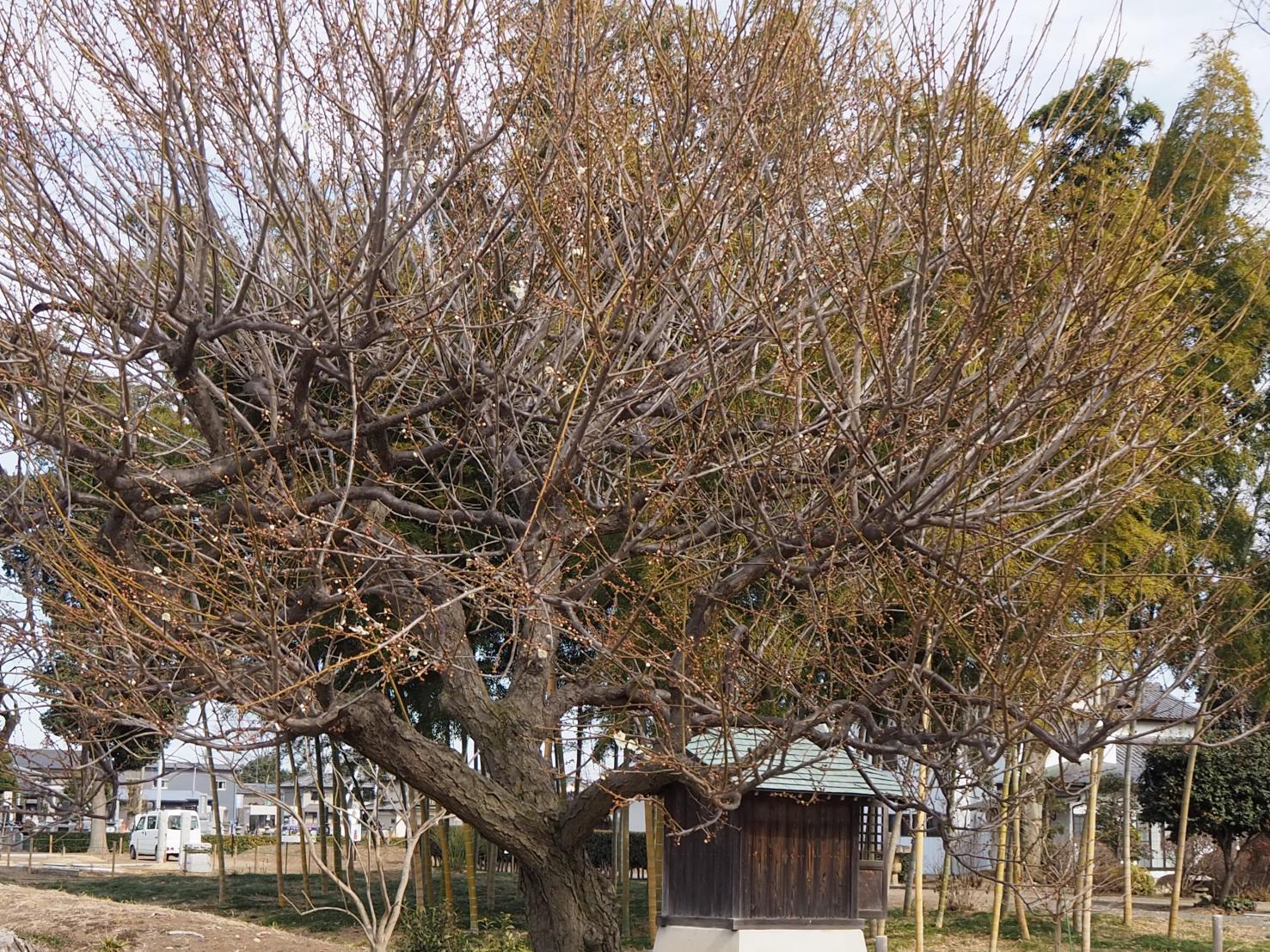 遅咲きの白梅全体 遅咲きの白梅全体