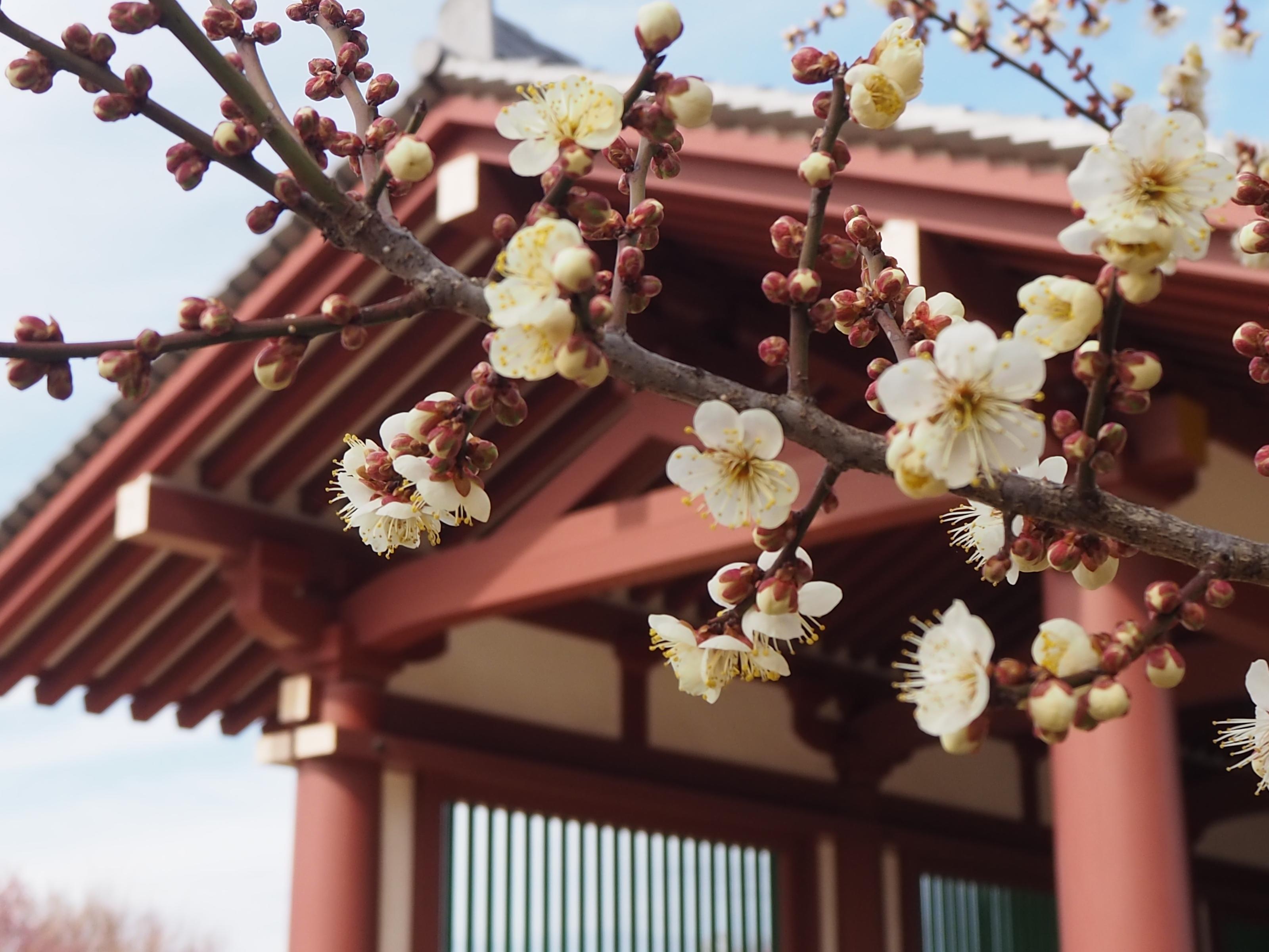 これから開花しそうな白梅アップ これから開花しそうな白梅アップ