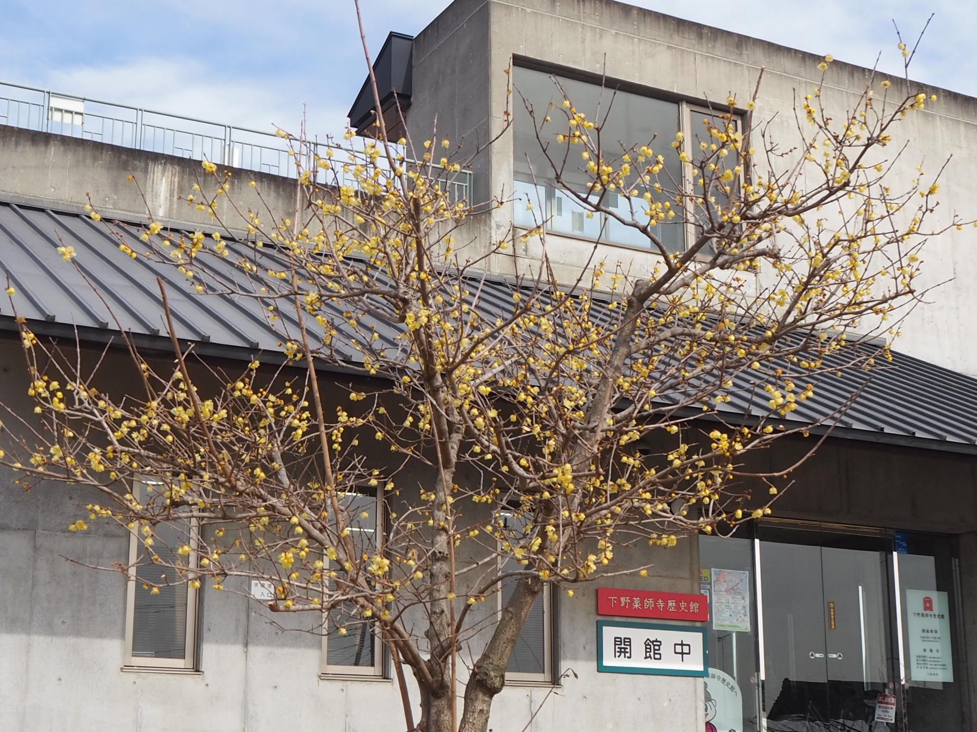 ロウバイ全体 ロウバイ全体