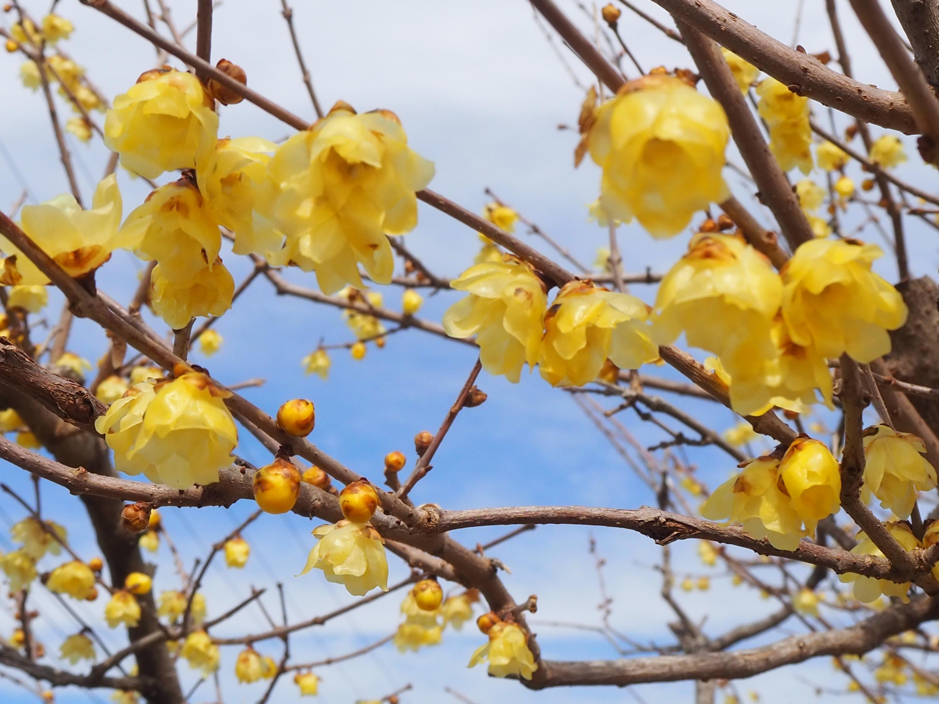 ロウバイ ロウバイ