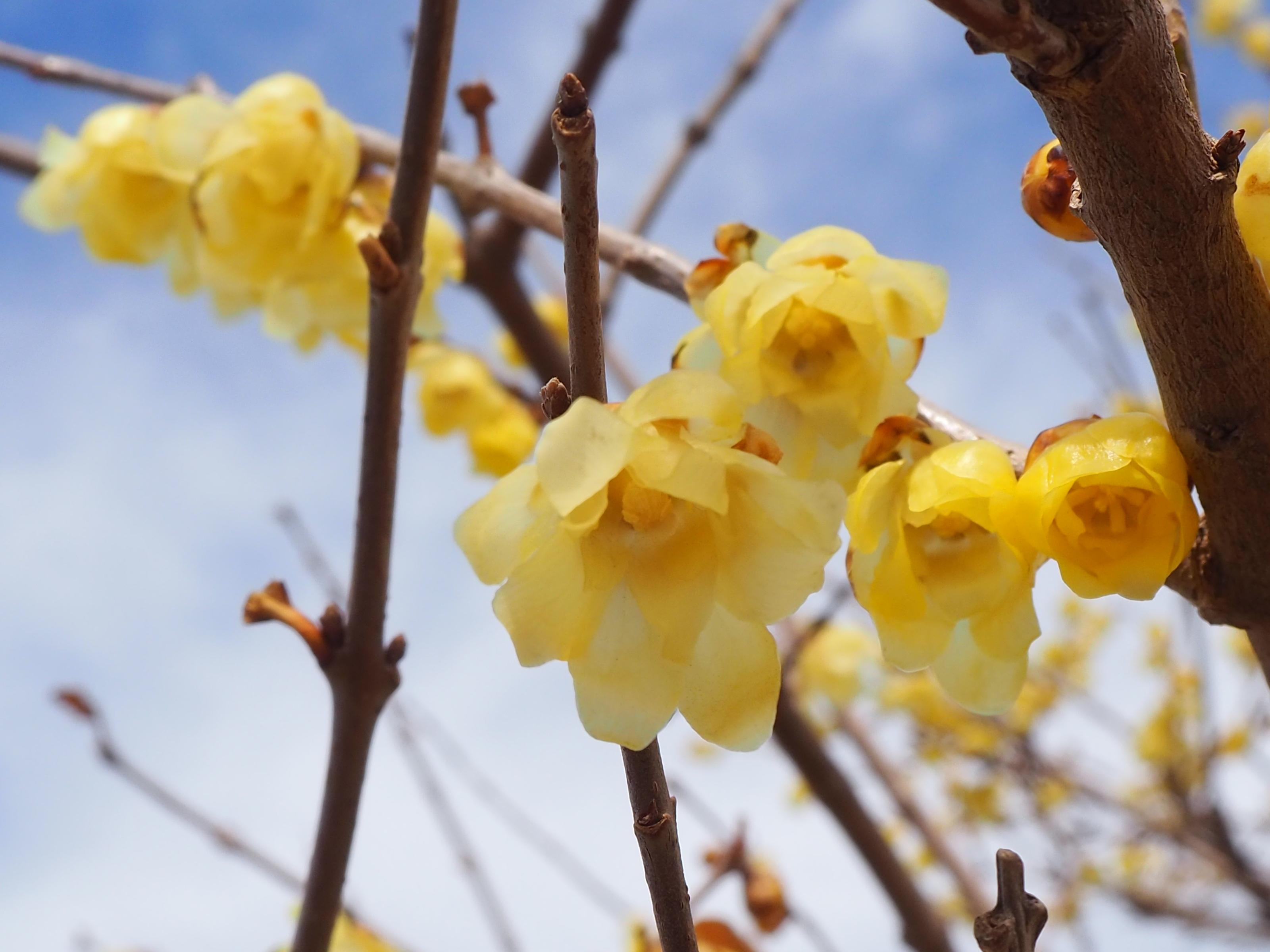 ロウバイアップ ロウバイアップ