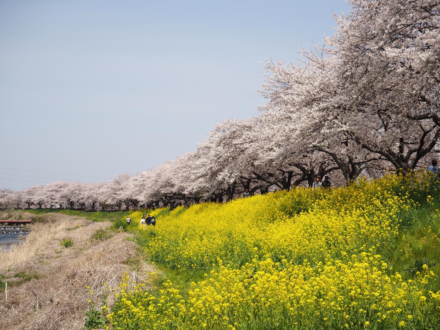 姿川アメニティパーク(昼) 姿川アメニティパーク(昼)
