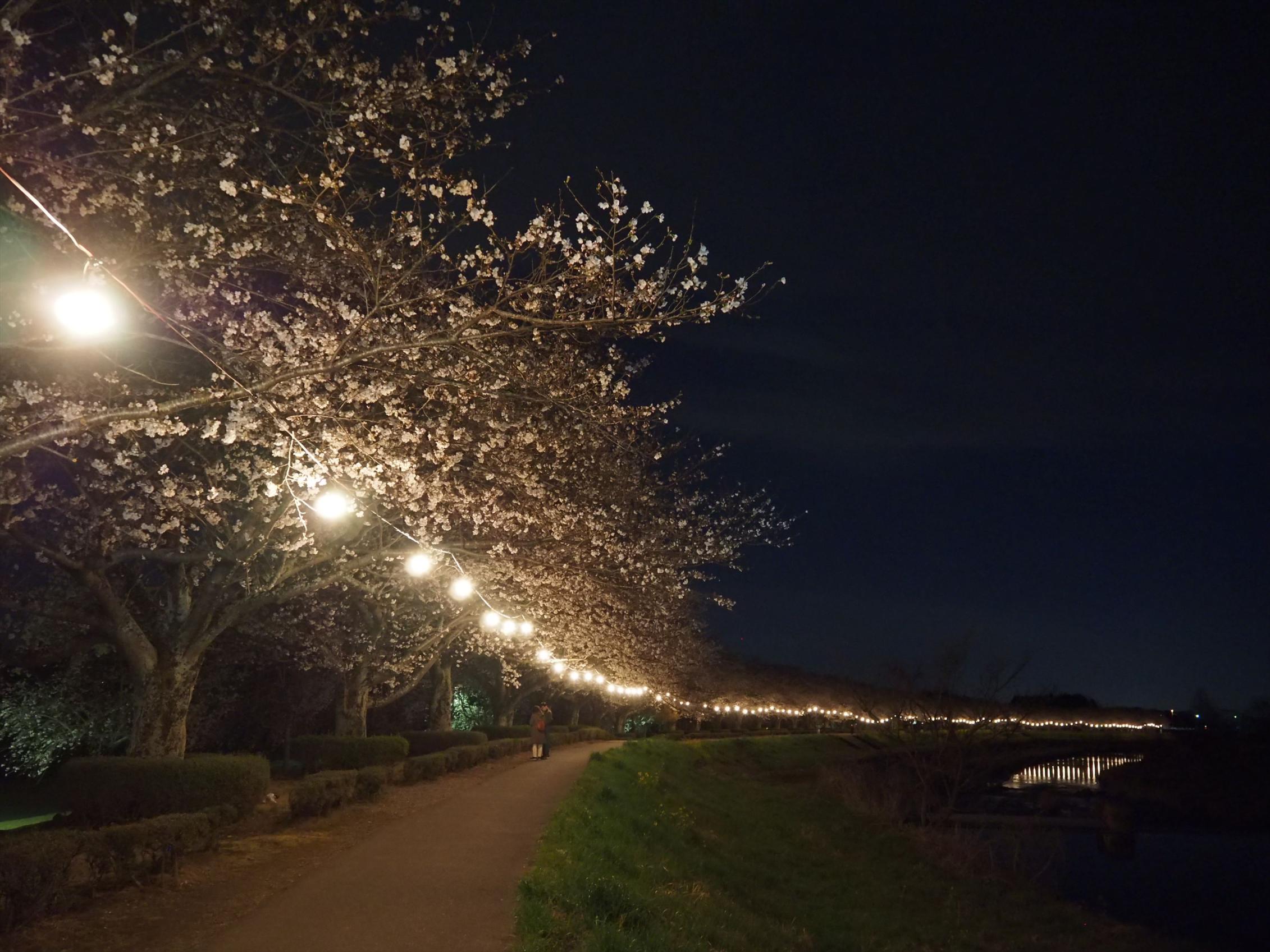 姿川アメニティパーク(夜) 姿川アメニティパーク(夜)