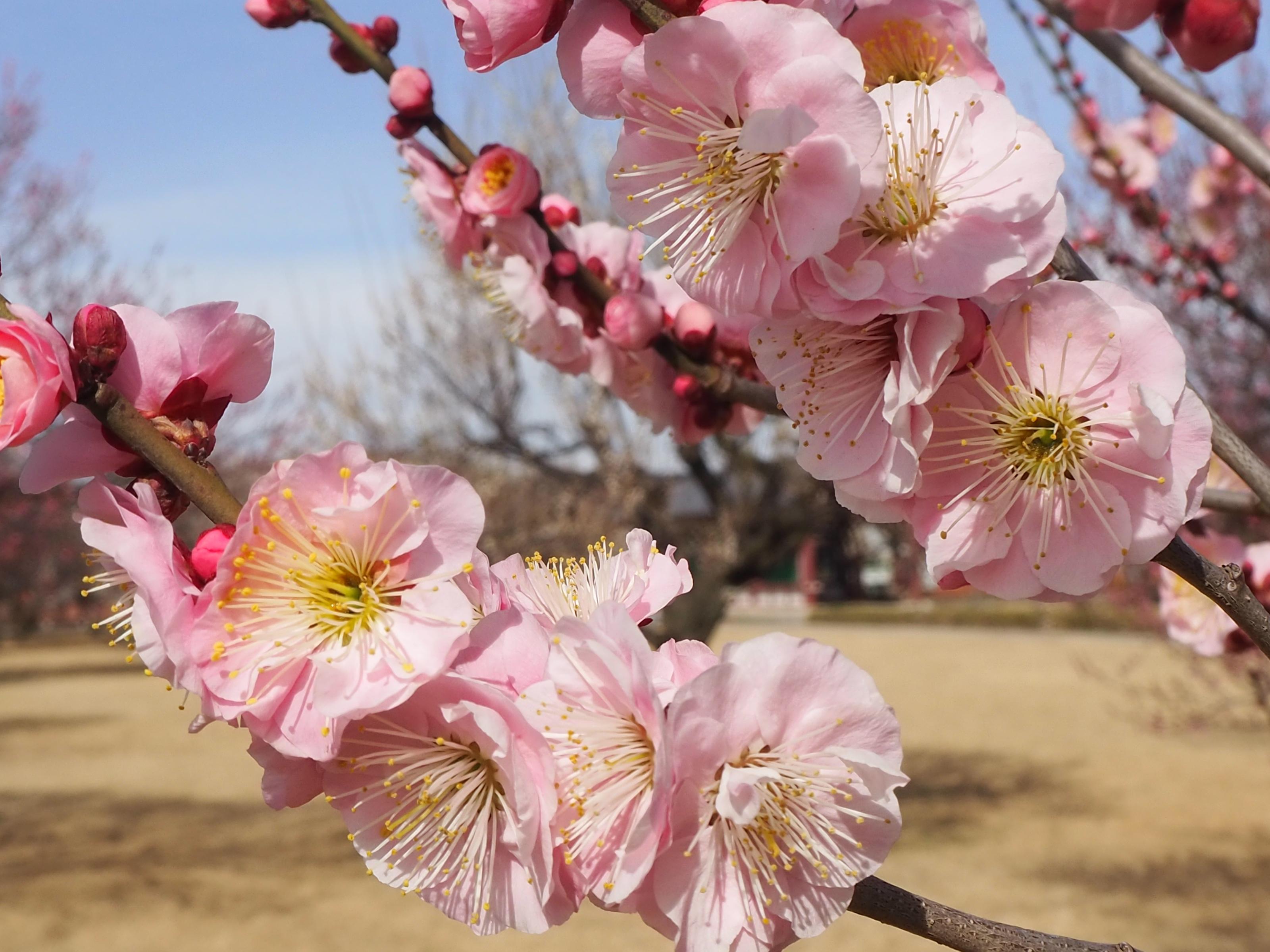 下野薬師寺跡 梅の開花状況