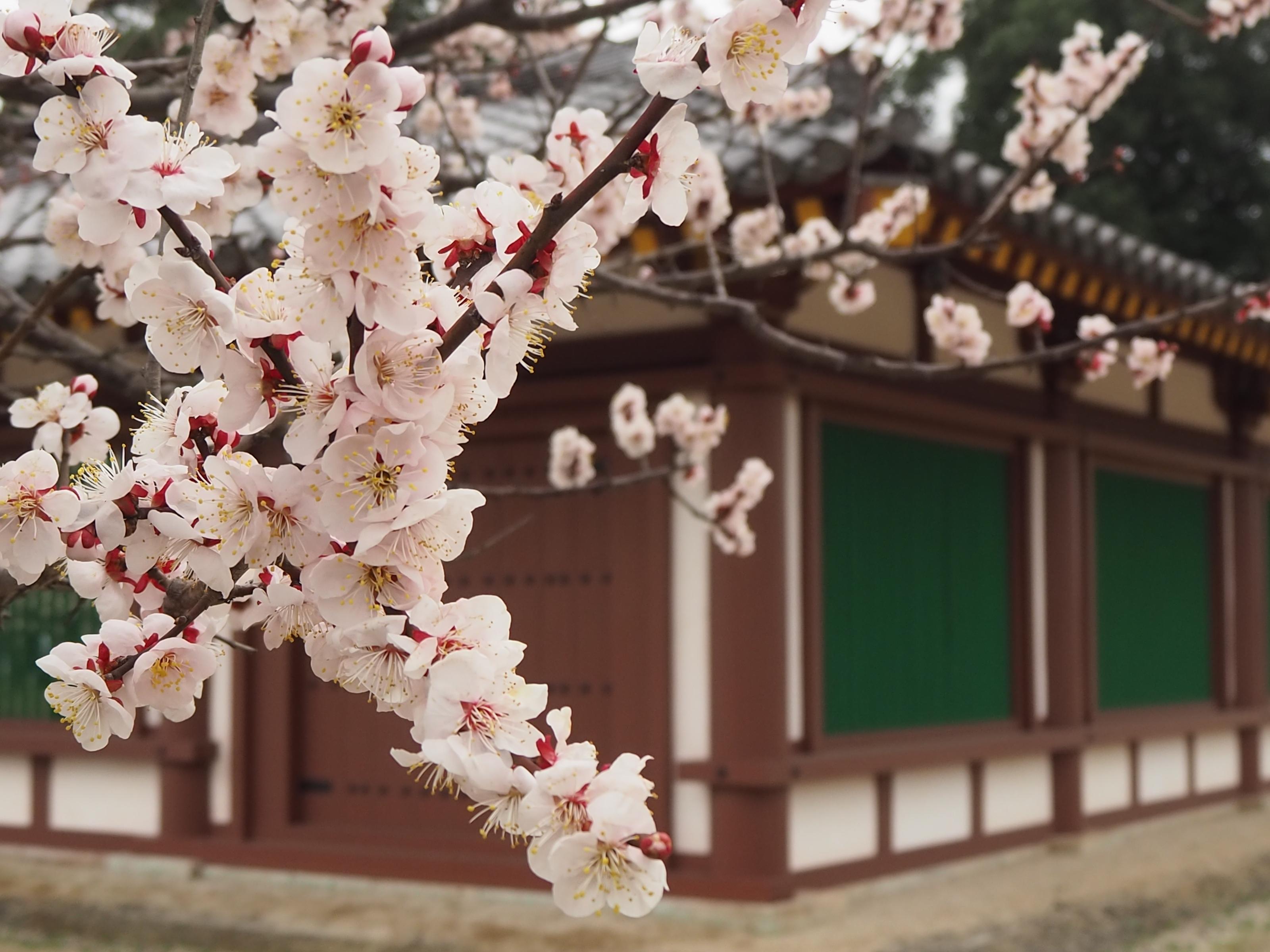 下野薬師寺跡 梅の開花状況