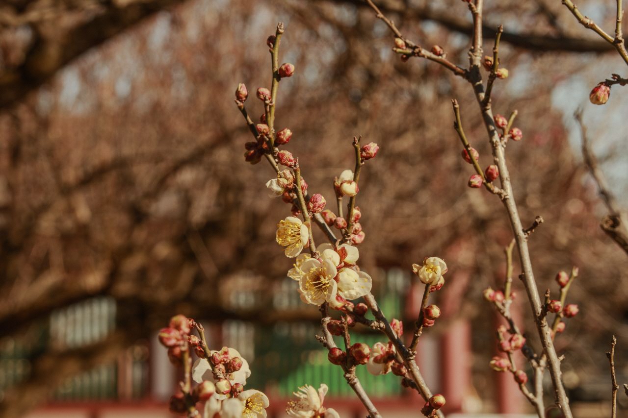 「古を想う（いにしえをおもう）」