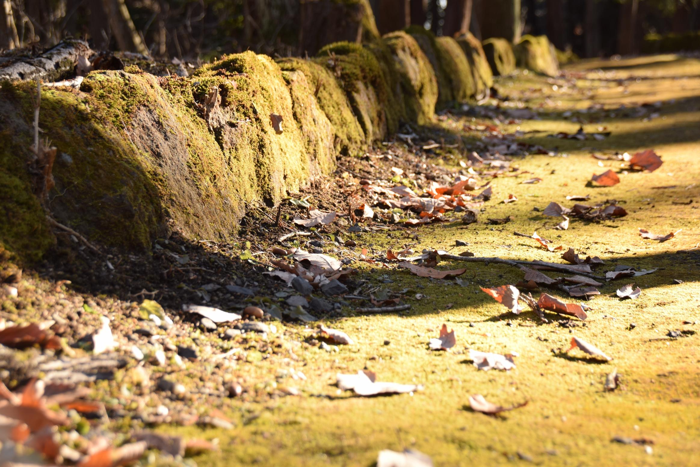 「天平の散策路」