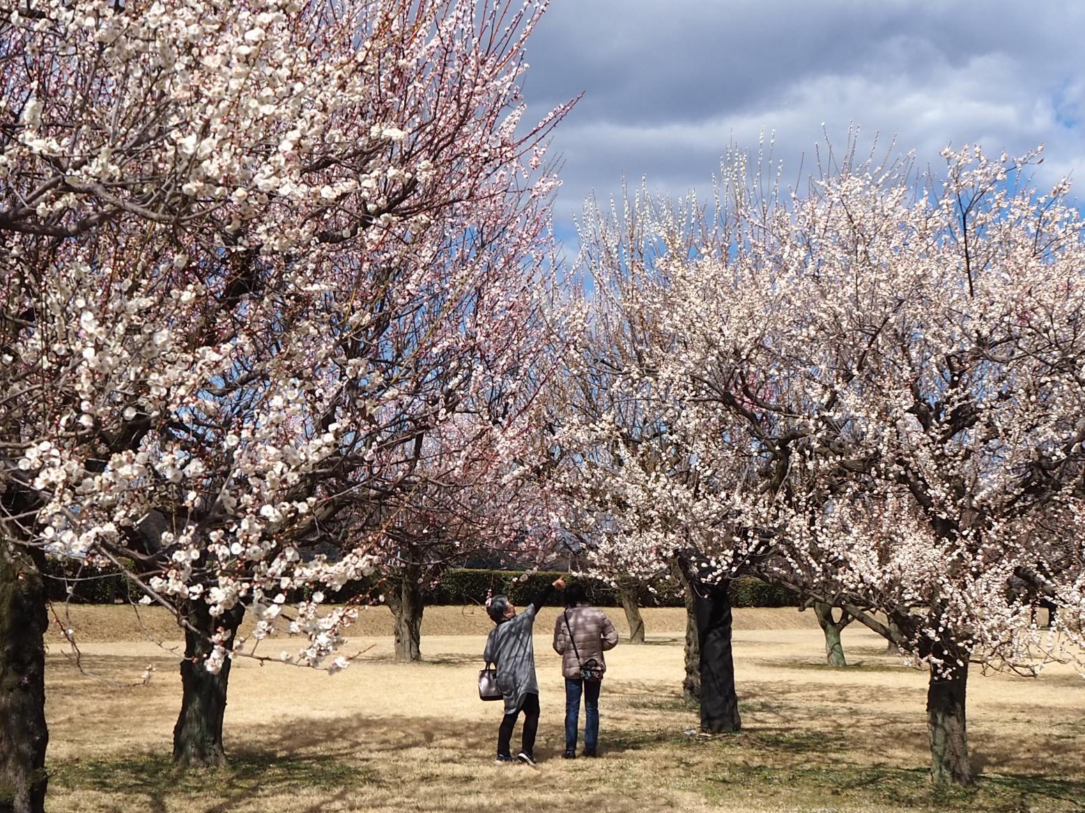 下野市制施行20周年記念　第19回下野薬師寺跡梅まつりを開催しました