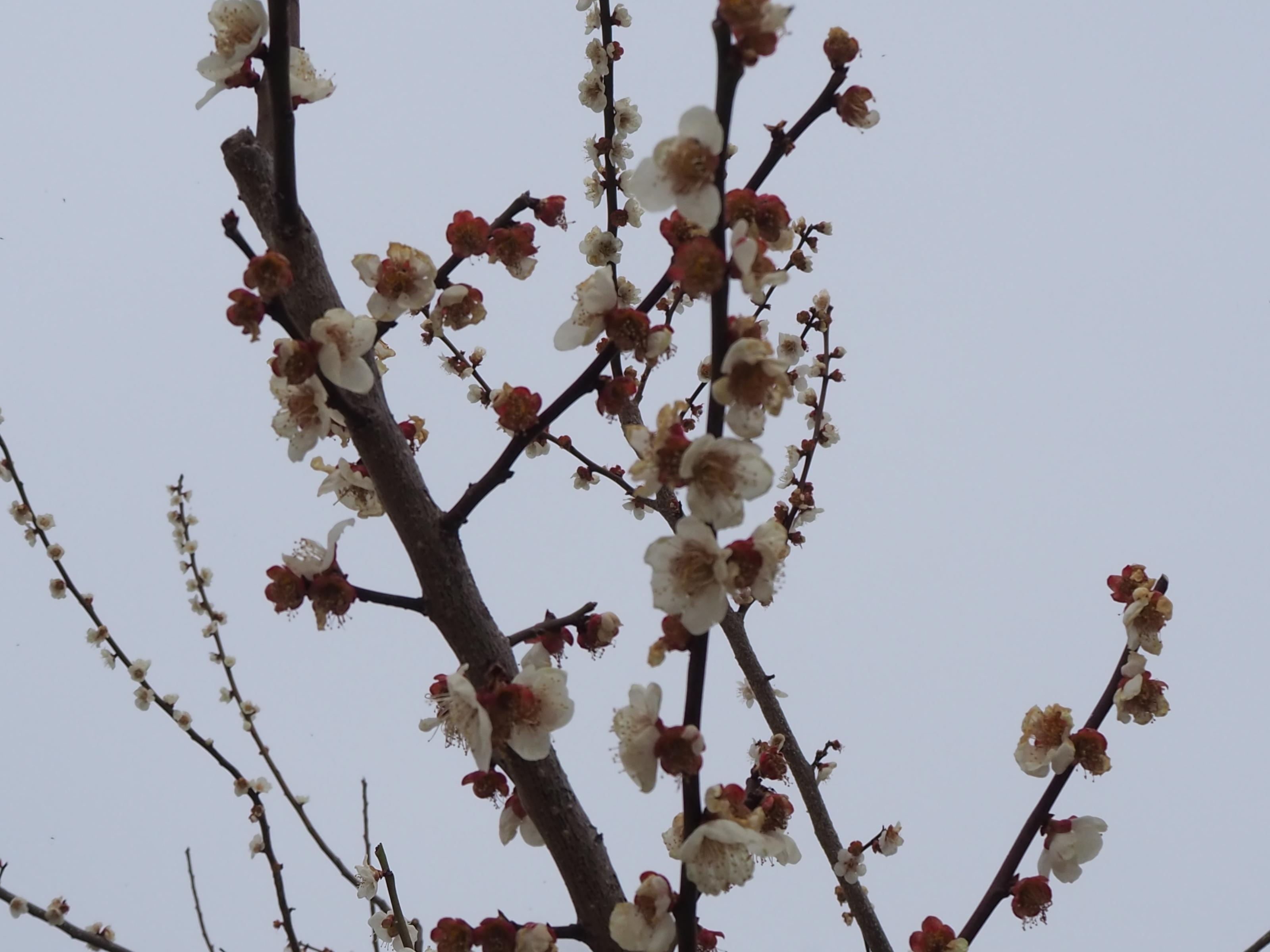 遅咲きの白梅