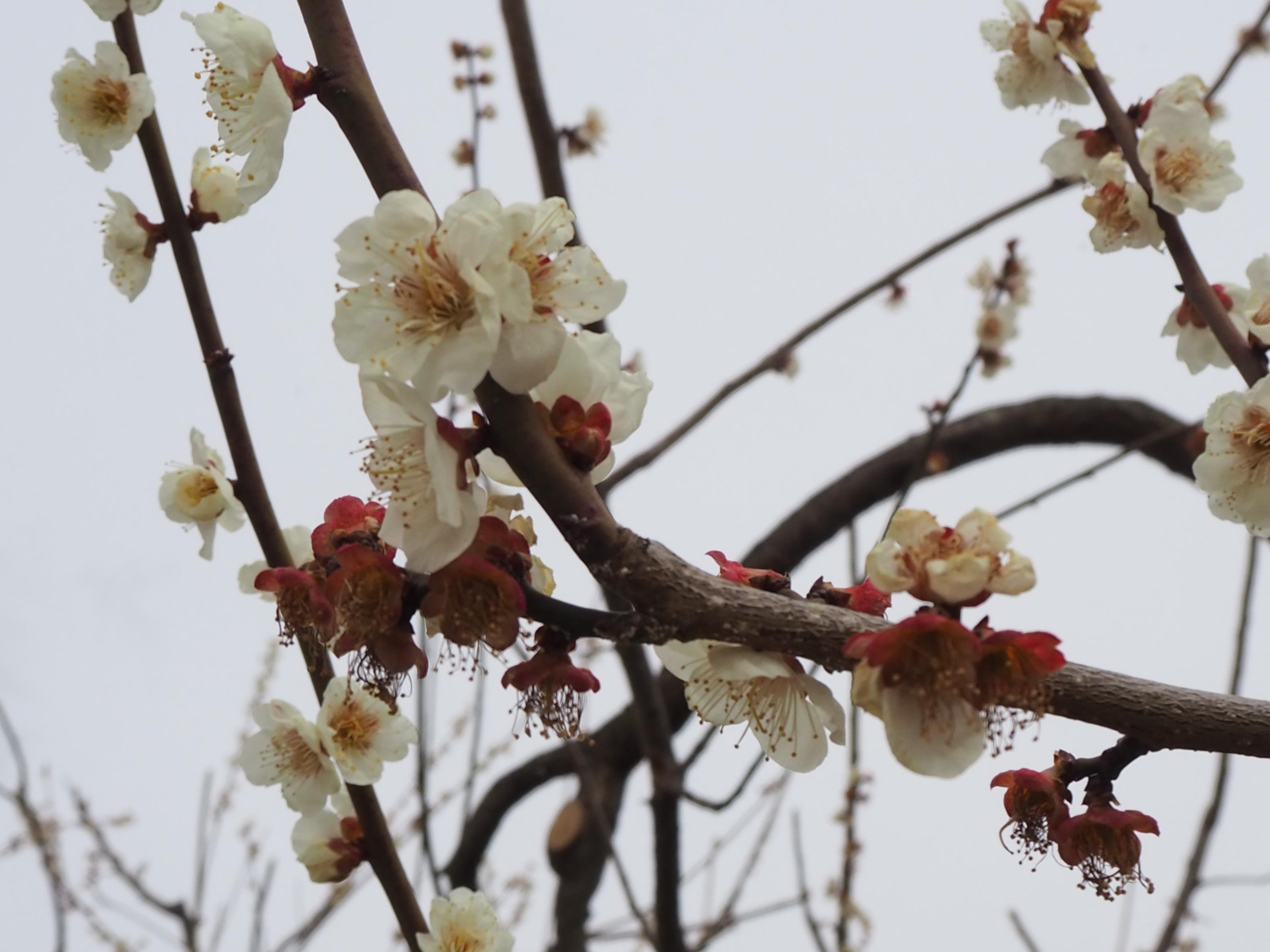 遅咲きの白梅アップ