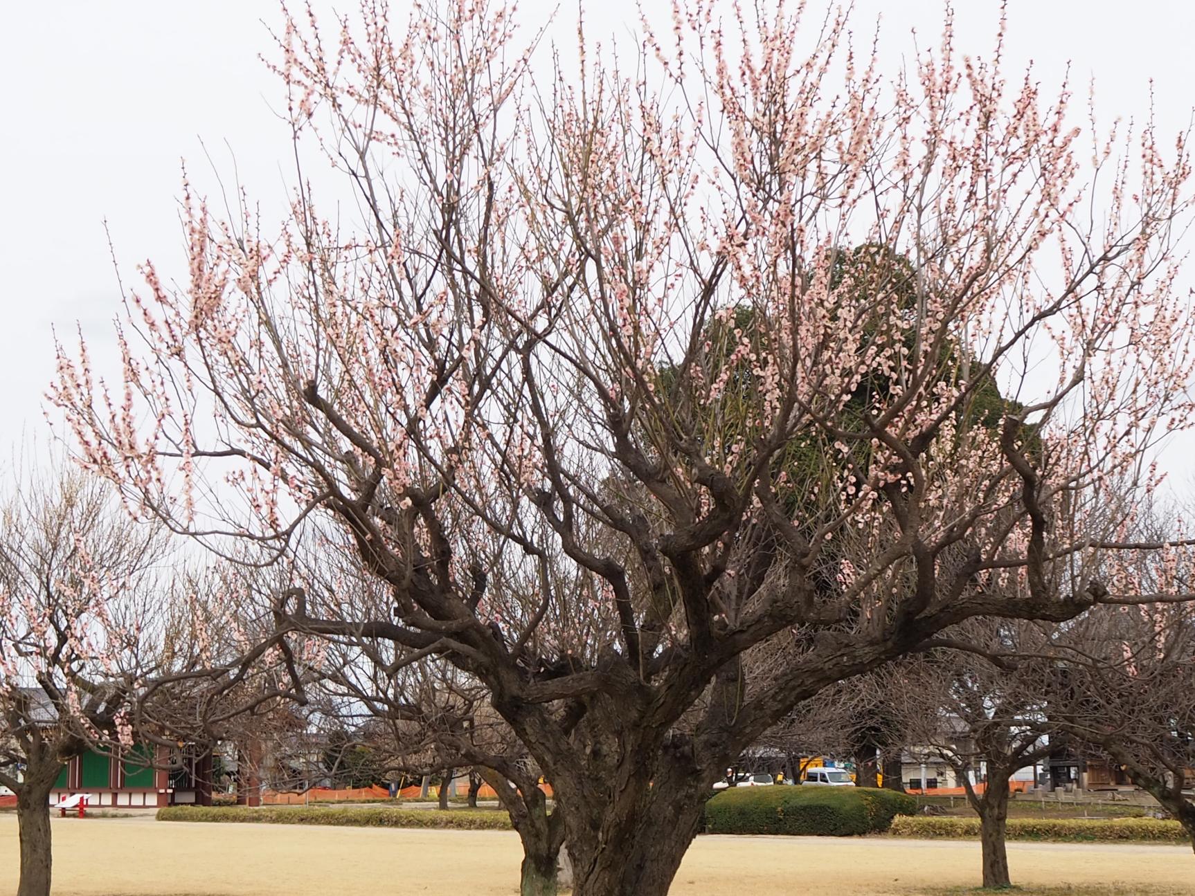 桃色の梅全体