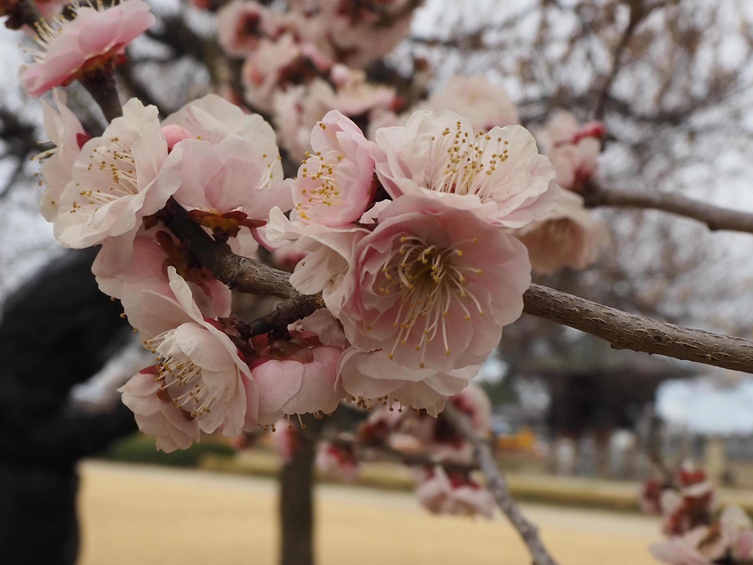 桃色の梅アップ