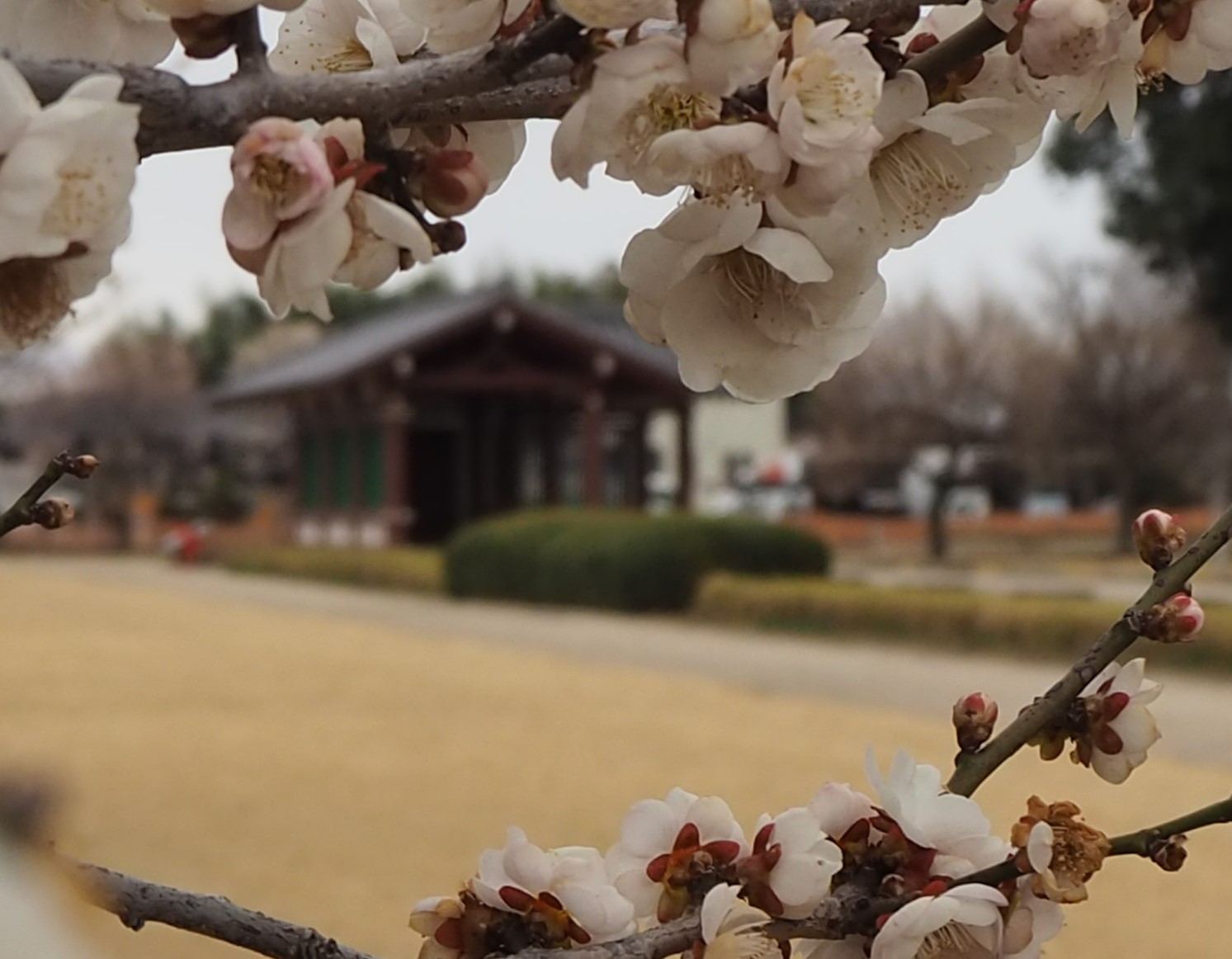 下野薬師寺跡 梅の開花状況