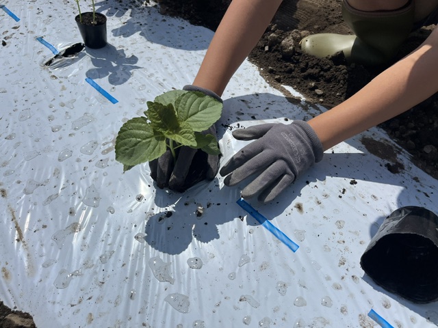 エゴマ苗移植の様子5