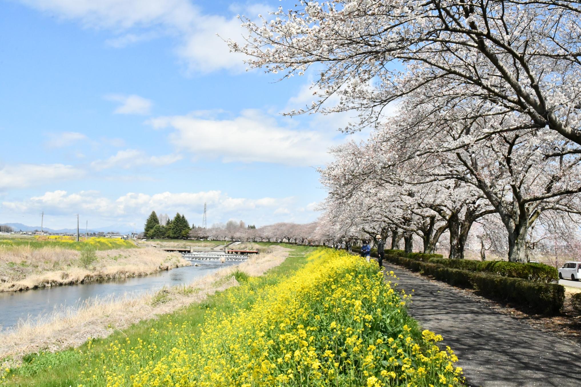 姿川アメニティパーク沿いの桜並木 姿川アメニティパーク沿いの桜並木