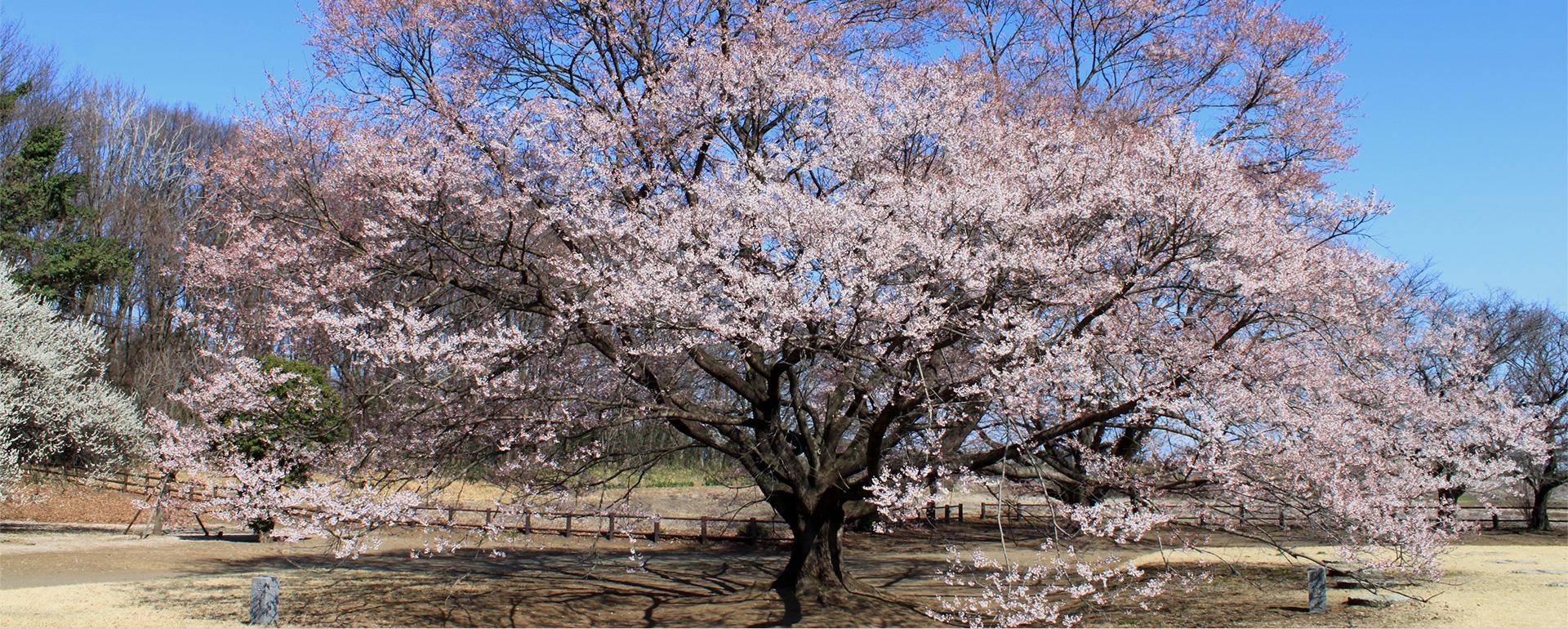 淡墨桜